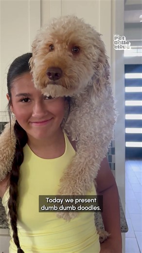 Hilarious Doodle Videos #Dogs #Pets #Funny