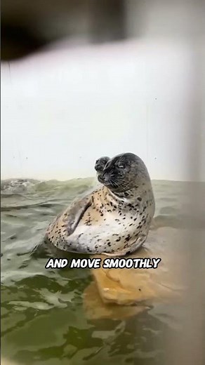 Why Seals Slap Their Bellies!