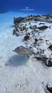 Southern stingray and his bar jack buddy. Look how snuggly the bar jack fits on the wing of the stingray. Totally makes himself at home. 📹 GoPro 12 with AOI wide angle lens📍 Cozumel 🇲🇽#stingray #barjack #fish #cozumelmexico #cozumelisland #cozumeldiving #relationships #uwvideo #underwater #underwater_world_ #underwatervideo #GoPro #aoi #scuba #scubadivingmag #scubadiving #buceo #islacozumel #sanddollarsports @topfans Undersea Naturalist Fish Feel GoProAOI-uw | Catherine Anne Underwater Photo