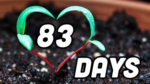 A love story told by Swiss chard (time-lapse)