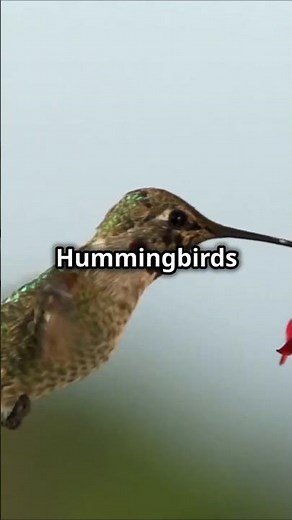 How Do Hummingbirds Hover?