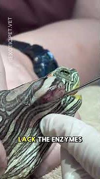 The BIGGEST Aural Abscess In a Turtle