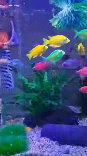 Relaxing Aquarium 4K | Colorful Tropical Fish for Sleep, Study & Relaxation