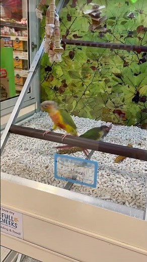 Birds for Sale at PETSMART