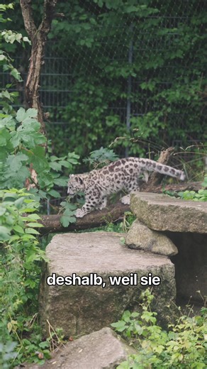 Discover the Snow Leopard at Wilhelma Zoo