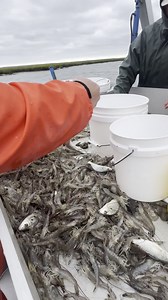 Georgia Department of Natural Resources gathers data on shrimp population