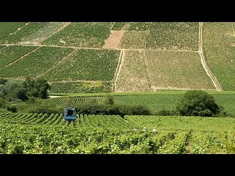 Chablis France • Private Wine Tasting and Tour of Chablis