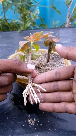 This is how to propagate bougainvillea. 90% of people have never seen it