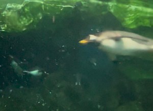This swimming team would be a worthy contender at the Olympics. 🥇 #gentoopenguins | Kansas City Zoo & Aquarium