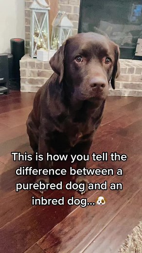 Understanding Purebred vs Inbred Dogs