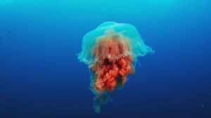 514 reactions · 164 shares | Explore a magical world that's yet to be discovered - until now. All new episodes of Blue Planet 2, now on BBC Earth. | BBC Earth | Facebook