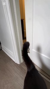 Small dog? We have the Big solution. 🐶🚫🐱 The Door Buddy works for sneaky little pups trying to disturb the cat! Adjustable, easy, and cat-approved - no damage guarantee! 😻 No gates. No cutting. Just dog-free peace of mind. Perfect for renters: easy removal with no harm done! Tap below to shop now and give your kitty some quiet time 👉 | The Door Buddy