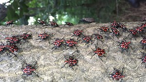 Here's how NJ is helping your town squash spotted lanternfly spread