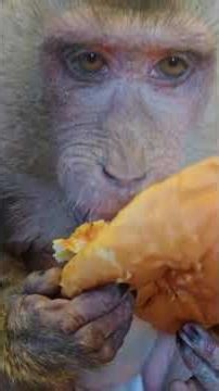 Monkey smacks and doggy smacks at the end!!!#animalasmr #asmr #monkeymom #monkeysoftiktok #dogsoftik