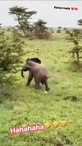 Baby elephant 🤣🤣🤣🤣 funny moment 😜😜🤣🤣 #elephant #babyelephant #elephantlovers #reelsviral #rendingreel #reelsfypシ #viralreels #reelsfbシ #reelsfbviralシ #reelsviralシfb #reelsviralシ #viralpost2025シ #reelsvideoシ #funny #comedy Elephant Funny Elephant Lovers | Karan