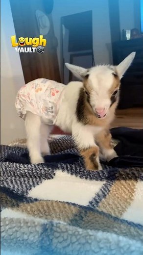 Baby Goats Being Absolutely Crazy😂 #funny #hilariousfails #funnyvideos #dontlaught #trynottolaugh