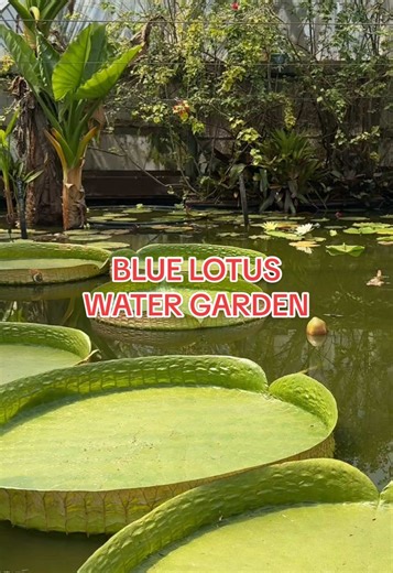 You have to see this before March 🌿 These giant Amazonian lily pads are only in season for a few months each year — and they’re just over an hour from Melbourne in Yarra Junction. One of the most unique weekend escapes I’ve found in Victoria. Save this for your next Melbourne day trip. #melbourne #victoriatravel #hiddengems #weekendescape #australiatravel