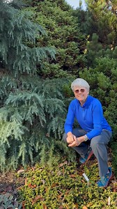 Cedrus deodara, the deodar cedar, Himalayan cedar, or deodar, is a species of cedar native to the Himalayas. This one is called “Feeling Blue”. The botanical name, which is also the English common name, is derived from the Sanskrit term devadāru, which means “wood of the gods”, a compound of deva “god” and dāru “wood and tree”. We hope you are enjoying learning more about the plant life in our community and in our free public botanical gardens. Help us continue to grow our botanical life and imp