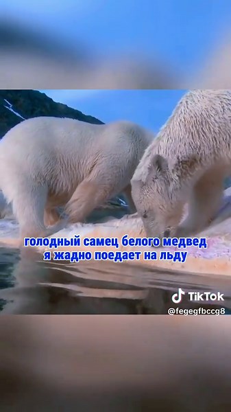 #bear #nature #fyp #animal | bear