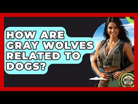 How Are Gray Wolves Related To Dogs? - The Wild Life Explorer