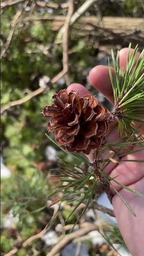Virginia pine can be identified by its spiraling needles that comes in pairs of 2 #pine #dendrology
