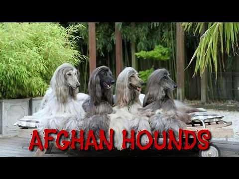 RARE: Afghan Hound Puppy for sale in India. Afhan Hound Pup 4 months old Male.