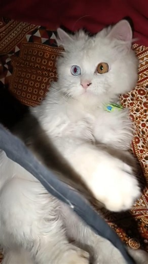 Cute Cats and cute kitten | Meow Meow😺🥰😻#cute #shortvideo #catsCute#Cats video #cute#cats #youtube