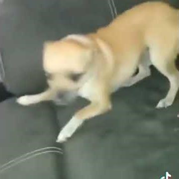 2 dogs fight over a cheez it