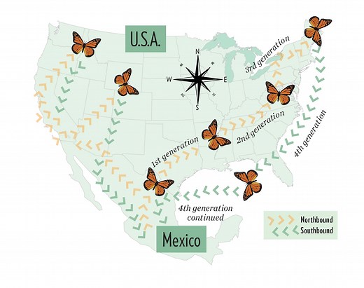 Use This Monarch Migration Map to Track the Epic Journey