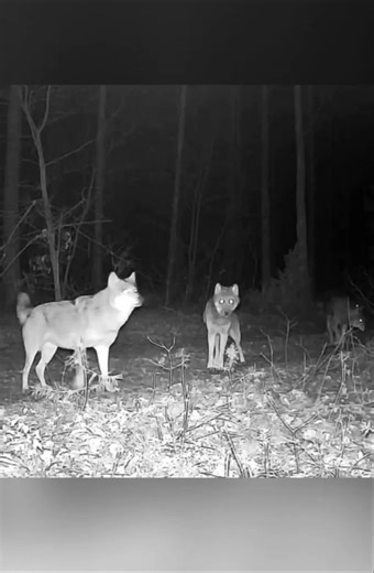 Alpha Female Wolf Stands Guard While the Young Wolves Play 🐺 Caught by Trailcamera