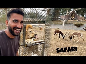 First Time Life Main Lion Safari Ki😍Lions Ko itna kreeb se Dekha😰
