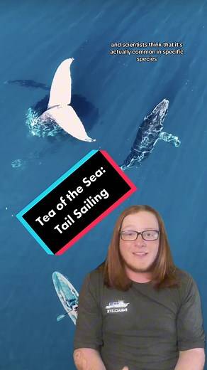 Whale Tail Sailing: Discover the Fascinating World of Marine Life