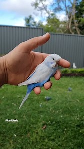 Skyblue Clearwing baby budgie..💙 #budgielife #budgiebreeding #budgiereels #babybudgie #budgiesofinstagram | Jilanibirds