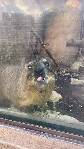 Our rock hyrax might be broken #cuteanimals #funnyanimals #animals #wildlife #zoo #fyp #animalsoftiktok
