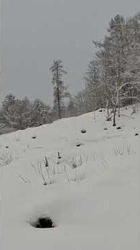 '25/12/31今年度の自然生態チャンネル配信最終回