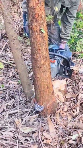 Lithium-Ion Chainsaw Power Logging Made Easy