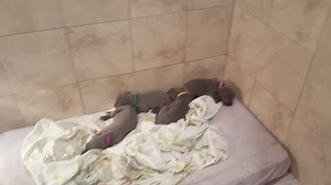18 reactions · 18 comments | Transition from small to large whelping boxes, AND add on the new feeder concept ... turning 4 weeks old is exhausting to these pups | Grant's Gorgeous Great Dane Puppies | Facebook
