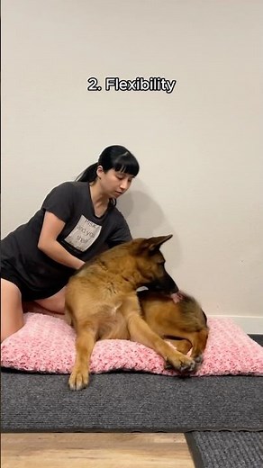 How I help my senior dog with arthritis #shorts #canineconditioning #dogs #germanshepherd