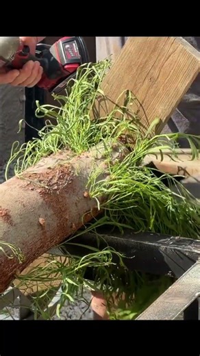 Remove Trunk | DIY Tree Removal