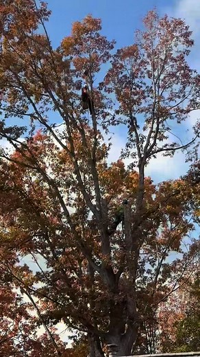 1.4K views · 31 reactions | Taking this tree out the smart way- over the house, not through it  | Python Tree Service | Facebook