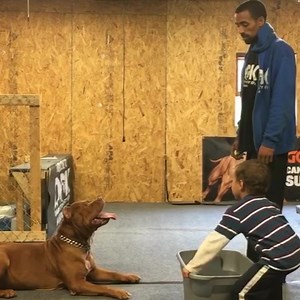 Together we built a dynasty 🙏🏾 I’ll miss you forever my son “The General” RIP no words could ever explain my love and appreciation for you 🙏🏾 thank you for changing my life forever making me a better person in life in general I was honored to have you as part of my life 🙏🏾💔🙏🏾 fly high my son your free now 🙏🏾 | DarkDynastyK9s