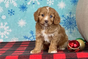 Coral - Cavapoo Puppy B4F9C7