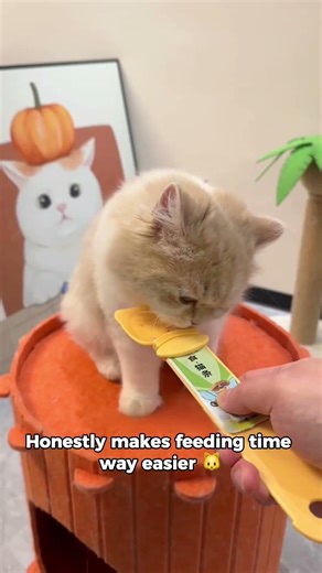 Cat goes crazy every time I pull this out 😭