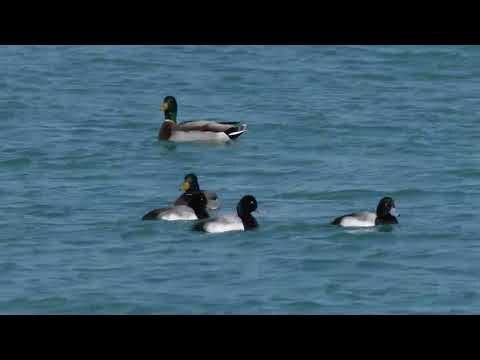 North American Long-tailed Ducks and Greater Scaup dive as they feed and Mallards swim about
