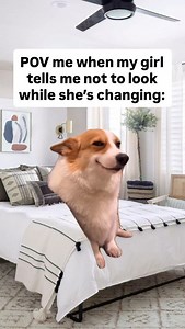 #gf #girlfriend #dog #smirk #smile #relationships #reels #memes | David Vincent