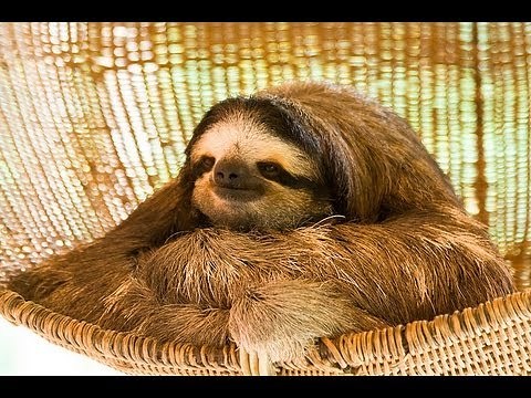 Three Toed Sloth Exercise