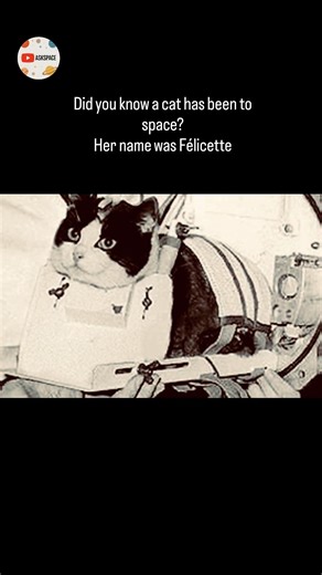 First cat sent in space!!#short