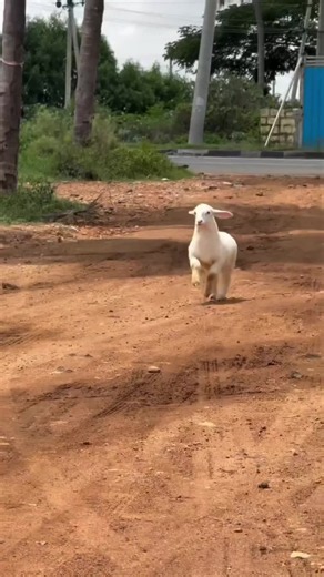 Little Happy Lamb: Cute Baby Lamb Moments