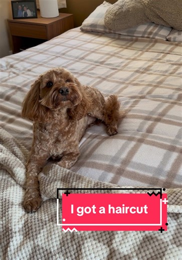 Transformación de pelo de Cockapoo: ¡Ve el cambio!