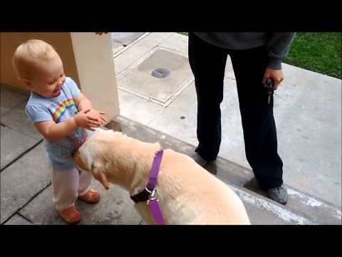 Baby Getting Kisses from Yellow Labrador Retriever